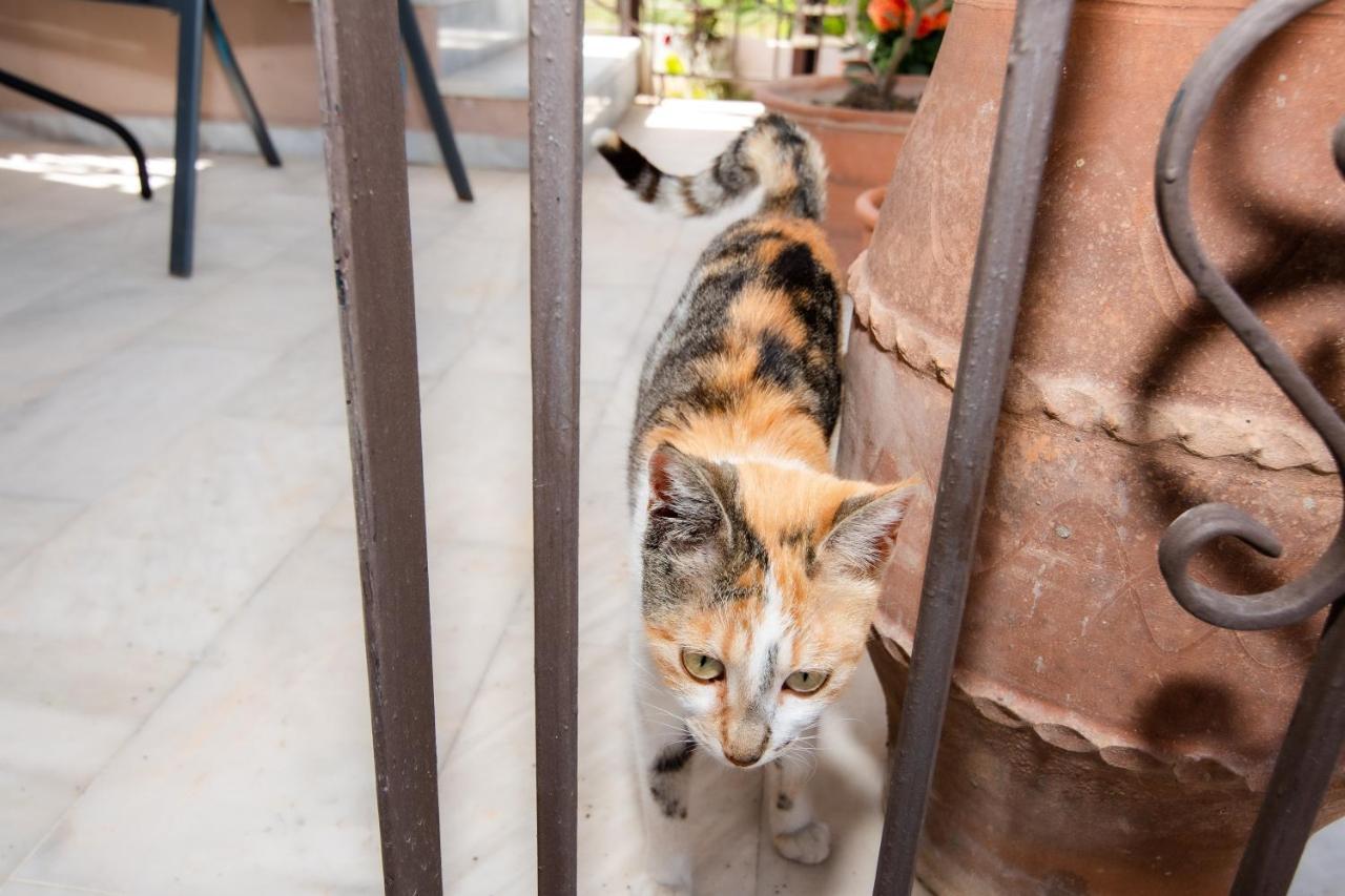 Achilleas Deluxe αpartment -pet Friendly-parking-mountain View בית נופש Kotsianá